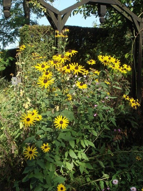 Rudbeckia subtomentosa